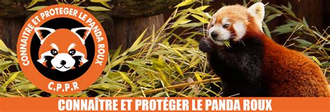 adopter panda roux|CPPR – Connaître et Protéger le Panda Roux